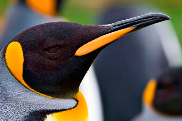 Exploring the Antarctic coast aboard the Sapphire Princess