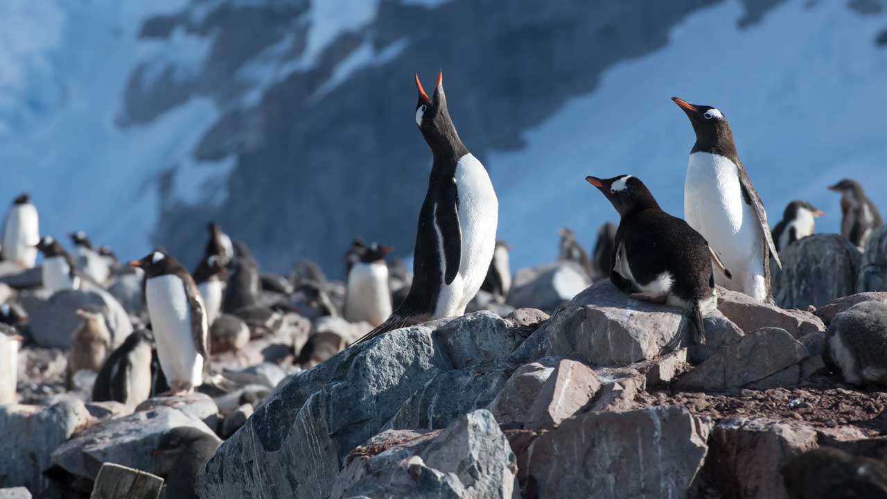 3 Enjoy the Antarctica Tour with Celebrity Cruises