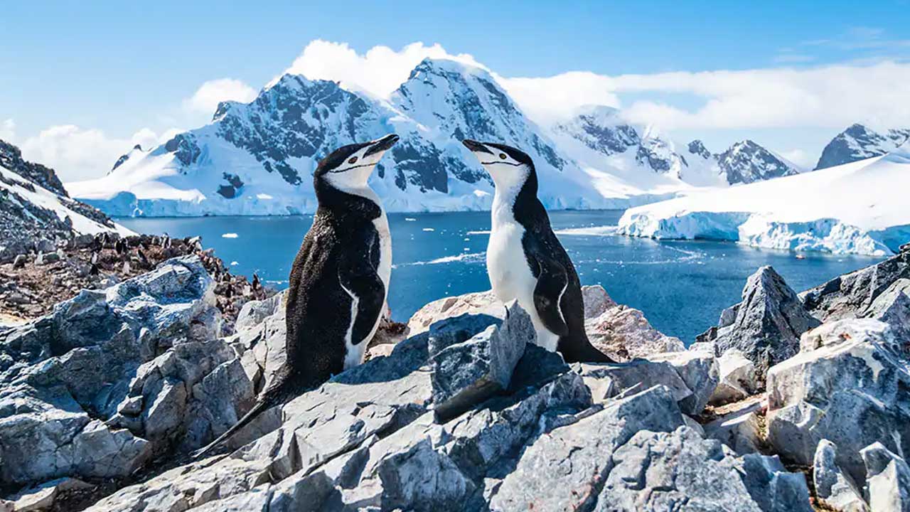 2 14 días en crucero por la Antártida. Más de 20 años de experiencia.