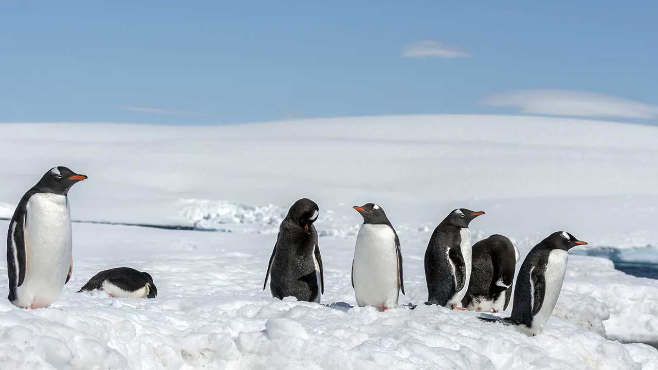 3 14 días en crucero por la Antártida. Más de 20 años de experiencia.