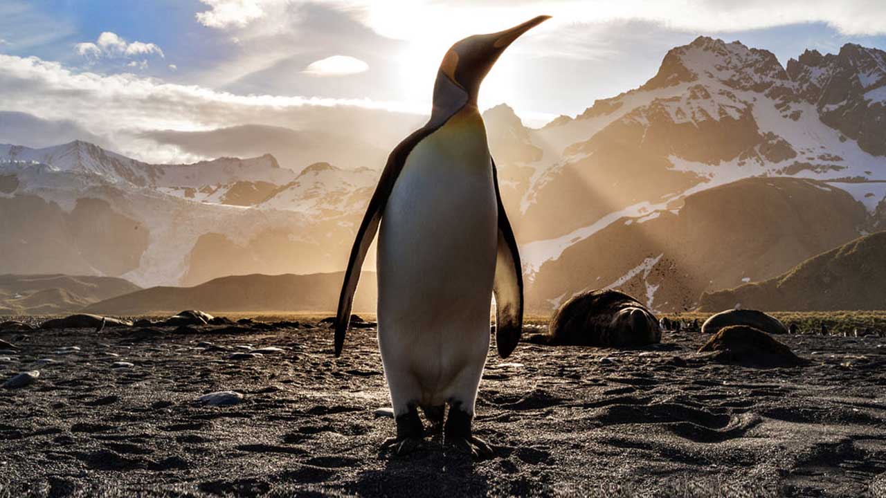 3 Embark on a 17-night Antarctic adventure aboard the Sapphire Princess, departing from Buenos Aires. Experience the journey of a lifetime!