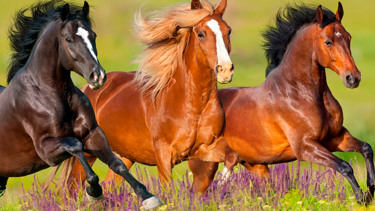 5 Embárcate en una jornada única hacia el corazón de la cultura gaucha con un tour a una estancia tradicional